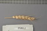 Click for 1 image(s) for this accession. Spike